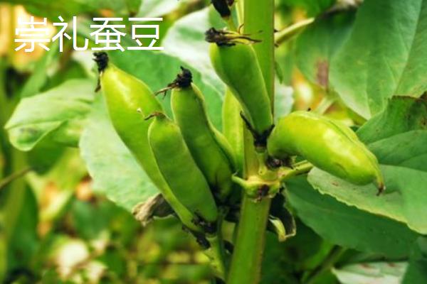 蚕豆是不是坚果类,蚕豆不属于坚果类