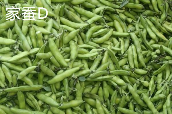 蚕豆是不是坚果类,蚕豆不属于坚果类