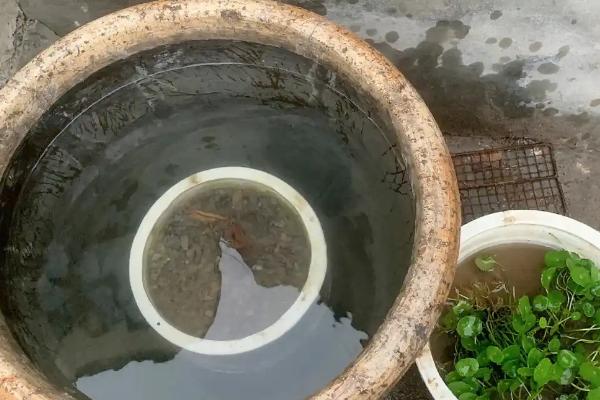 睡莲冬天会被冻死吗，北方地区在室外栽培可能会死亡