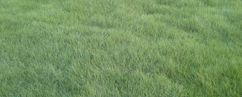早熟禾和硬草的区别，种属和外观均不同