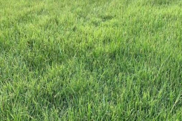 早熟禾和硬草的区别，种属和外观均不同