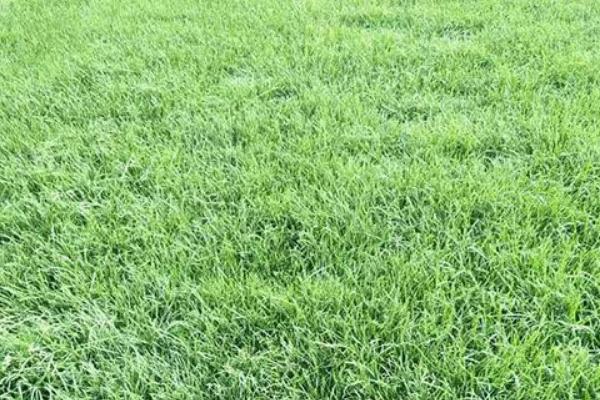 早熟禾和硬草的区别，种属和外观均不同