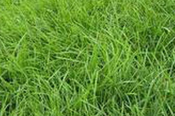 早熟禾和硬草的区别，种属和外观均不同