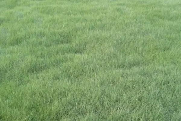 早熟禾和硬草的区别，种属和外观均不同