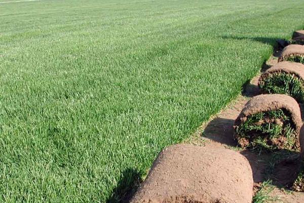 早熟禾和硬草的区别，种属和外观均不同