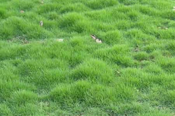 早熟禾和硬草的区别，种属和外观均不同