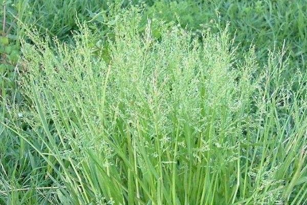 早熟禾和硬草的区别，种属和外观均不同