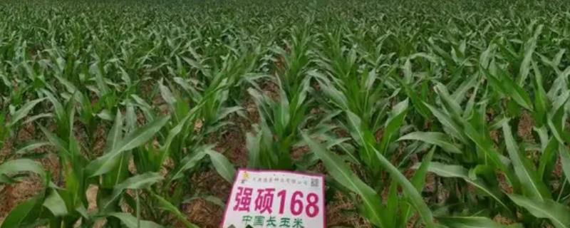 强硕168玉米能不能高产，平均亩产量能达到770公斤左右