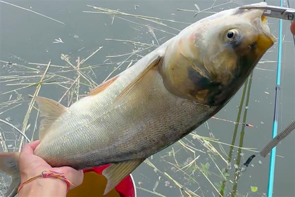 如何确定水域有鲢鳙，可以观察该区域是否有鲢鳙跳水