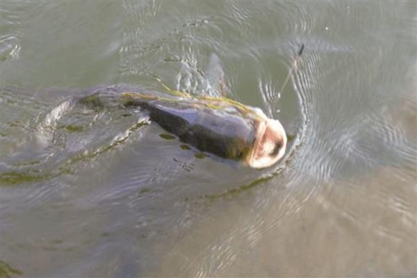 如何确定水域有鲢鳙，可以观察该区域是否有鲢鳙跳水