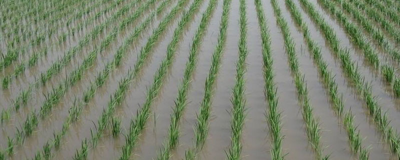 贵两优6177水稻种子特点，晚造全生育期111～114天