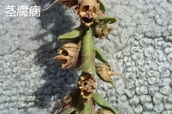 金鱼草病虫害的防治方法,发生灰霉病可喷施多菌灵等药物