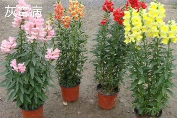金鱼草病虫害的防治方法,发生灰霉病可喷施多菌灵等药物