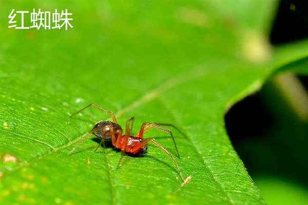 金鱼草病虫害的防治方法,发生灰霉病可喷施多菌灵等药物