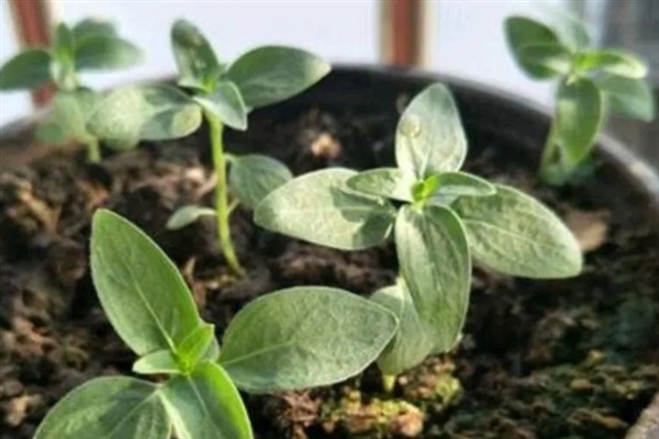 金鱼草病虫害的防治方法,发生灰霉病可喷施多菌灵等药物