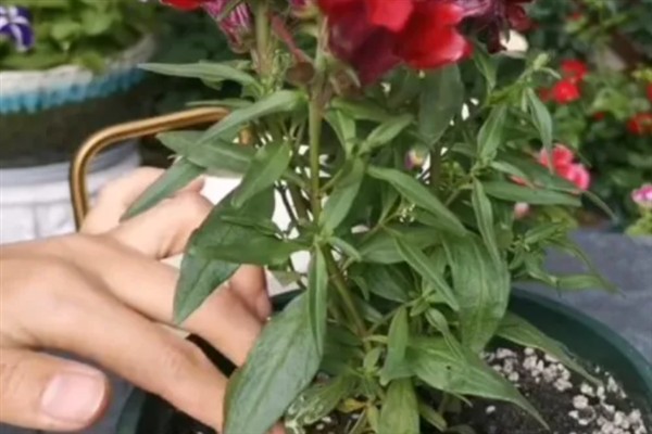 金鱼草病虫害的防治方法,发生灰霉病可喷施多菌灵等药物