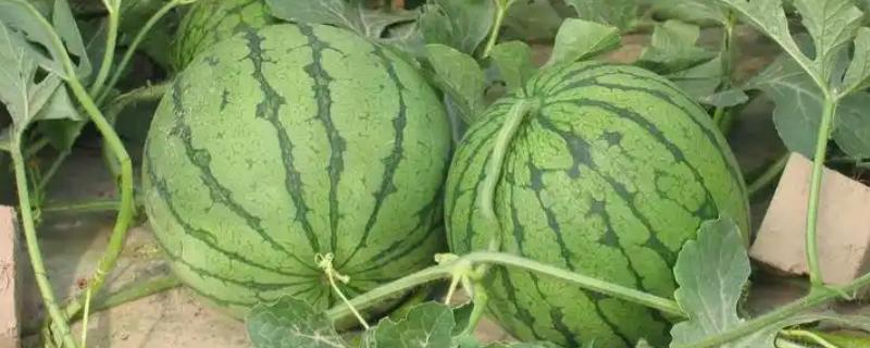 没有籽的西瓜品种,推荐黄小玉、黑蜜5号等