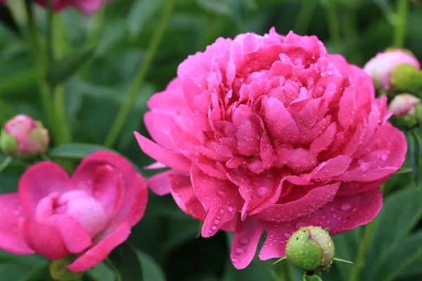 芍药有什么花语,代表离别、真诚、美好等含义