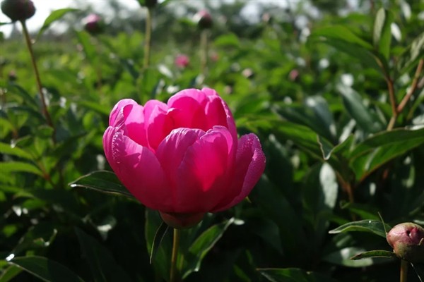 芍药有什么花语,代表离别、真诚、美好等含义