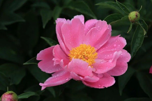 芍药有什么花语,代表离别、真诚、美好等含义