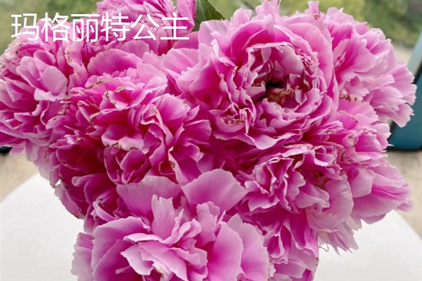 芍药有什么花语,代表离别、真诚、美好等含义