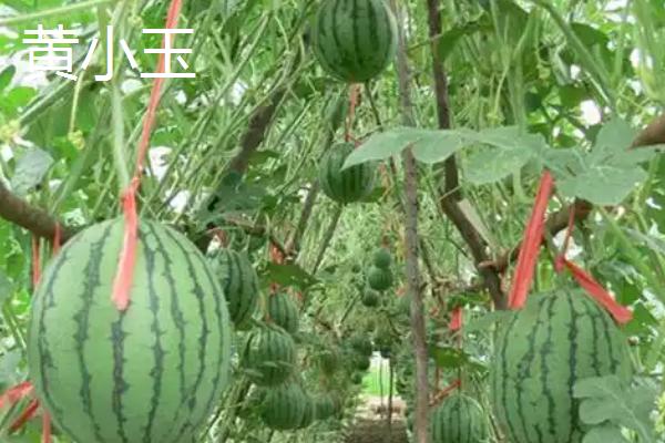 没有籽的西瓜品种，推荐黄小玉、黑蜜5号等