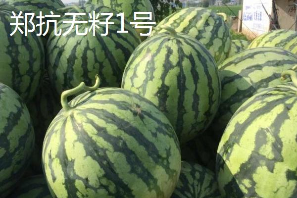 没有籽的西瓜品种，推荐黄小玉、黑蜜5号等