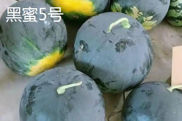 没有籽的西瓜品种，推荐黄小玉、黑蜜5号等