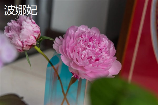 芍药有什么花语,代表离别、真诚、美好等含义
