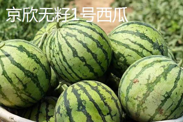 没有籽的西瓜品种，推荐黄小玉、黑蜜5号等