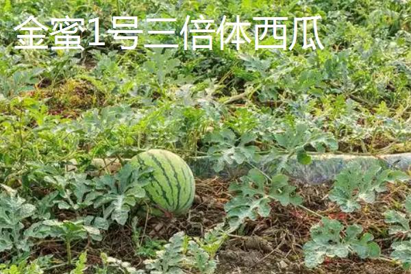 没有籽的西瓜品种，推荐黄小玉、黑蜜5号等