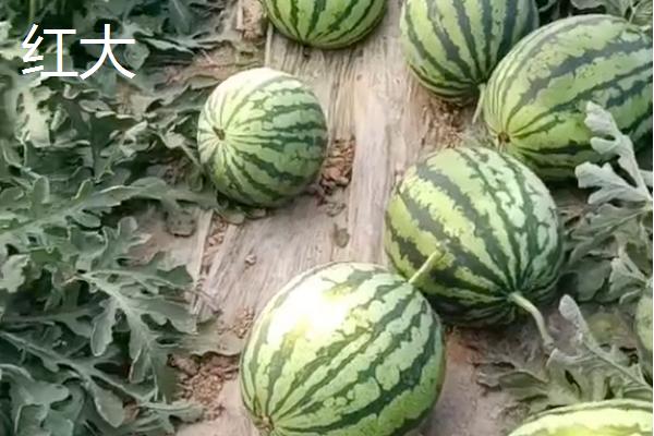 没有籽的西瓜品种，推荐黄小玉、黑蜜5号等