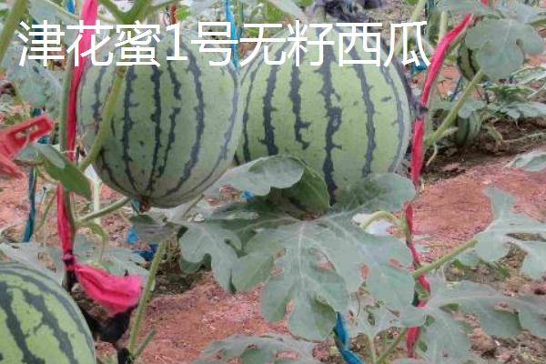 没有籽的西瓜品种，推荐黄小玉、黑蜜5号等