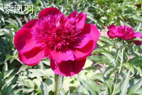 芍药有什么花语,代表离别、真诚、美好等含义