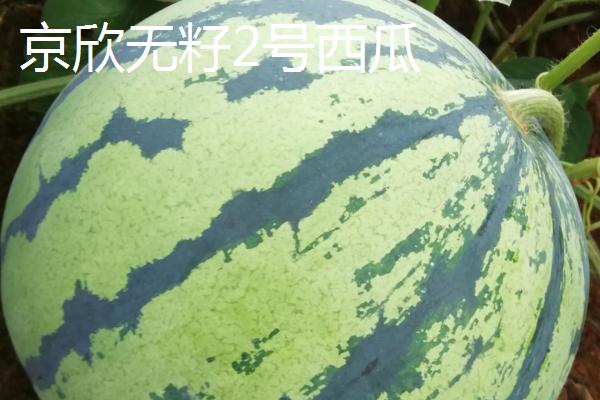 没有籽的西瓜品种，推荐黄小玉、黑蜜5号等