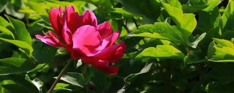 芍药有什么花语,代表离别、真诚、美好等含义