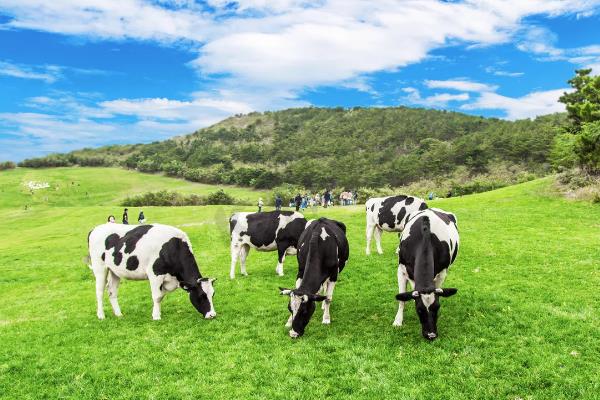 乳制品行业的发展现状介绍，掌控上游是乳企发展核心