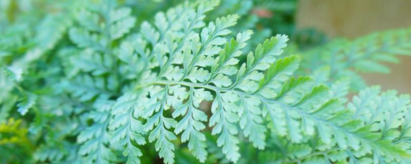 让狼尾蕨爆盆的方法，生长期每隔半个月追肥一次