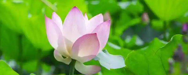 荷花枯萎后怎么解决，剪除枯萎的枝叶可以节省养分