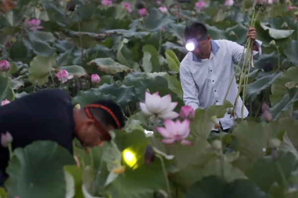 荷花枯萎后怎么解决,剪除枯萎的枝叶可以节省养分