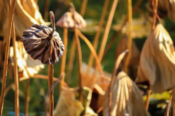 荷花枯萎后怎么解决,剪除枯萎的枝叶可以节省养分