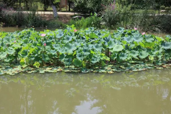 荷花枯萎后怎么解决,剪除枯萎的枝叶可以节省养分