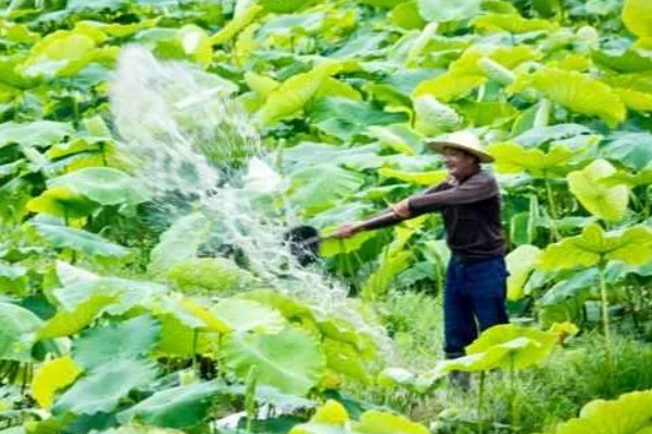 荷花枯萎后怎么解决,剪除枯萎的枝叶可以节省养分