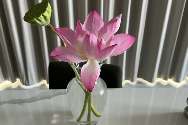 荷花枯萎后怎么解决,剪除枯萎的枝叶可以节省养分