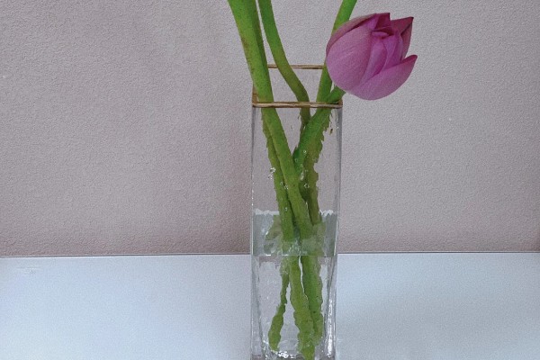 荷花枯萎后怎么解决,剪除枯萎的枝叶可以节省养分