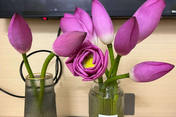 荷花枯萎后怎么解决,剪除枯萎的枝叶可以节省养分