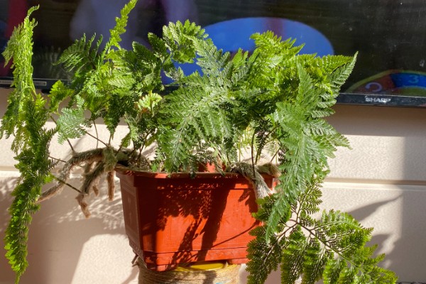 让狼尾蕨爆盆的方法，生长期每隔半个月追肥一次