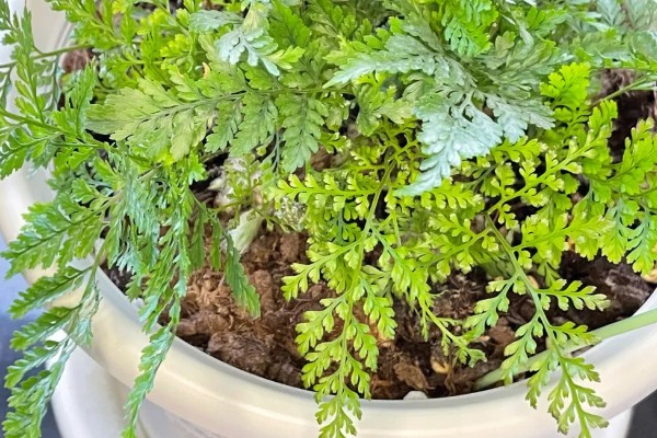 让狼尾蕨爆盆的方法，生长期每隔半个月追肥一次