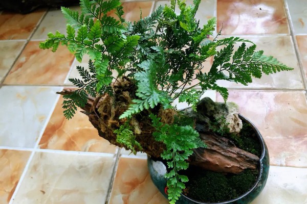 让狼尾蕨爆盆的方法，生长期每隔半个月追肥一次