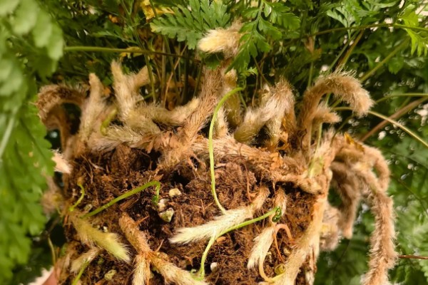 让狼尾蕨爆盆的方法，生长期每隔半个月追肥一次